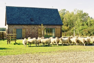 Sheep in Front of Cottage